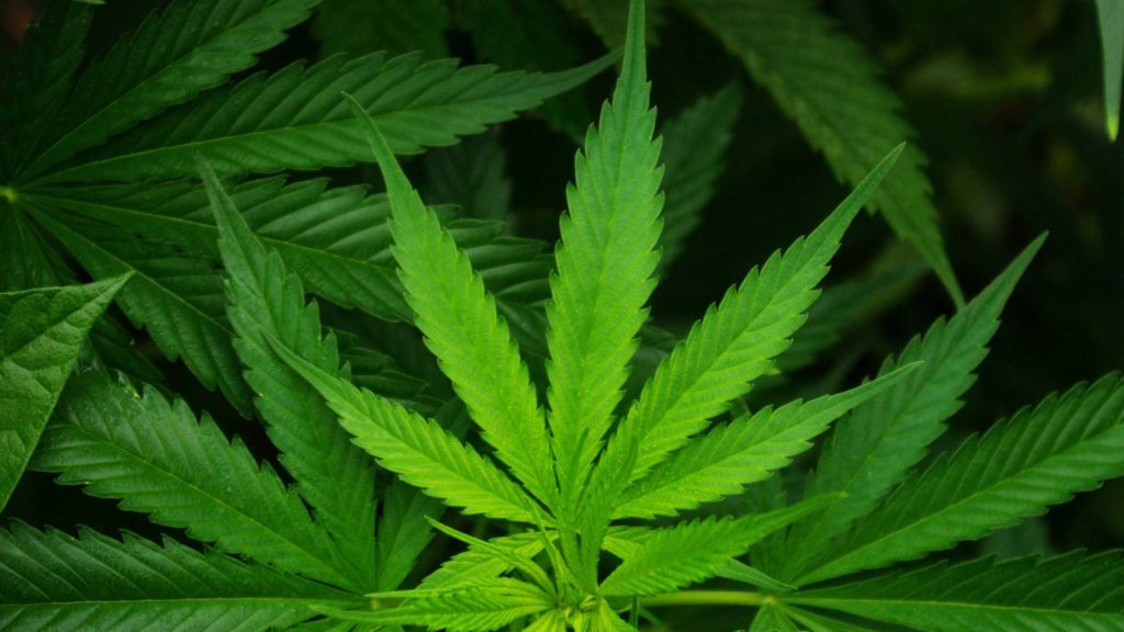 CBD-Facts-on-HomeTalk.News