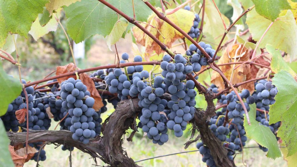 Babcock-Winery-&-Vineyards-on-HometalkNews