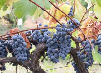 Babcock-Winery-&-Vineyards-on-HometalkNews