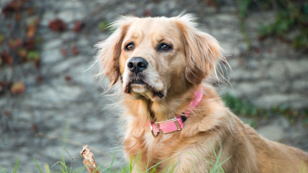 Practical-Benefits-of-Using-Electronic-GPS-Dog-Collars-on-hometalk-news