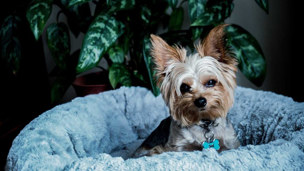 The-Cleaning-Tips-to-Get-Rid-of-the-Pet-Allergies-on-hometalk