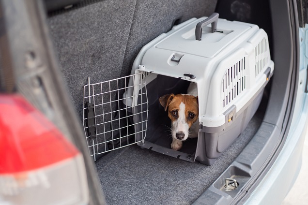 dog car mat for sale